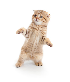 Dancing Cat